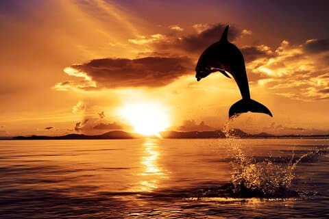 Lovina Sunrise Dolphin Watching e tour del nord di Bali