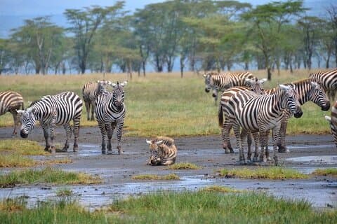 Safari de 4 jours à Maasai Mara et Nakuru dans un Land Cruiser Tour