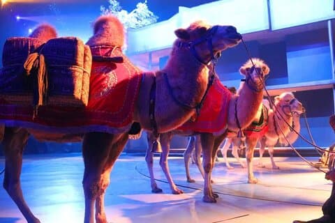 Xi'an Silk Road: Ticket für die Legend of Camel Bell Show mit Transfer