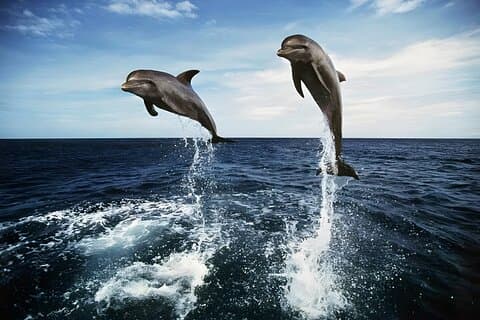 Bali Dolphin Watching Sunrise Tour i Lovina Beach