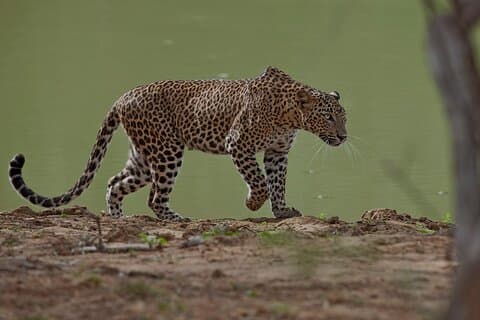 Acomodações em Tangalle/Hiriketiya/Mirissa/Galle Shuttle & Yala Safari
