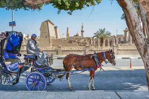 Explore Luxor with a Private 3-Hour Horse Carriage City Tour