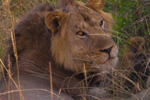 Private 7 Days Mid Range Safari in Uganda