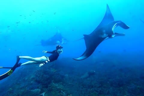 Snorkling i Wall Point, Gamat Bay og Manta Bay: Nusa Penida Island