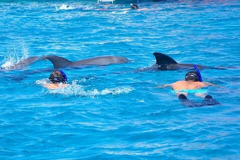Hurghada Dolphin House Snorkeling Trip with Lunch & Transfer