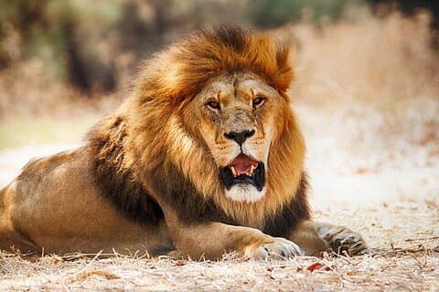 Nairobi National Park 6.00 uur Groepsdeelname aan gamedrive