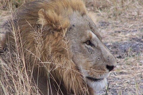 17 Tage Buffalo Track Botswana Private Tour
