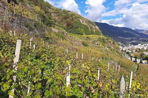 Tour privato del vino: Vigneti terrazzati con vista alpina da Milano