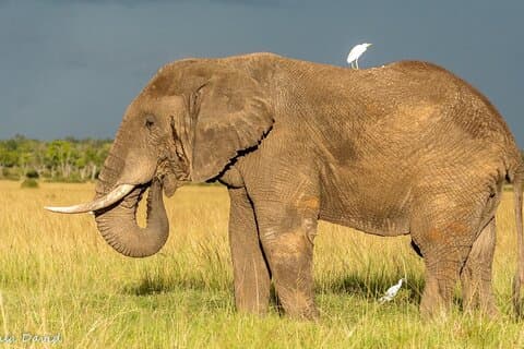 Restauranter i nærheten av Masai Mara Big Five Safari