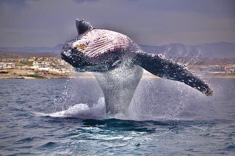 Experiencia de avistamiento de ballenas en Cabo San Lucas