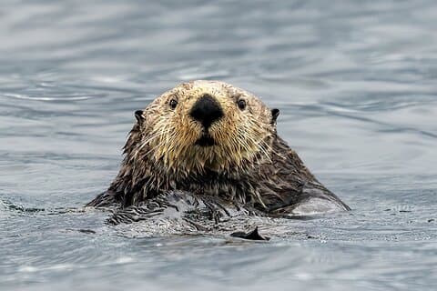 Sea Otter og Whale Watching Tour på Northern Vancouver Island