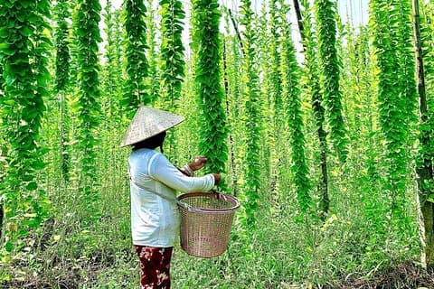 Spedizione sull'isola di Tam Hiep: svelamento del tesoro del delta del Mekong