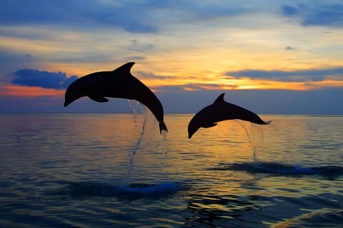 Bali Dolphin Watching, Waterfall and Lake Temple Tour