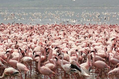 Volledige dagtour naar Lake Nakuru National Park vanuit Nairobi