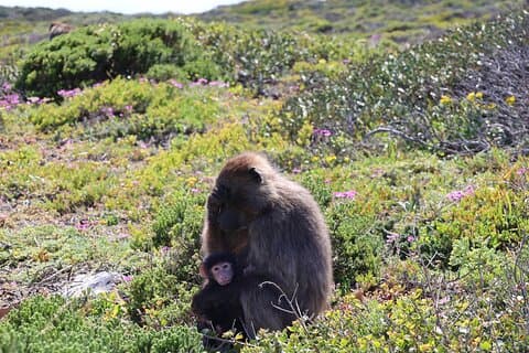 ケープタウン発ケープ半島とボルダーズビーチを巡る日帰り旅行