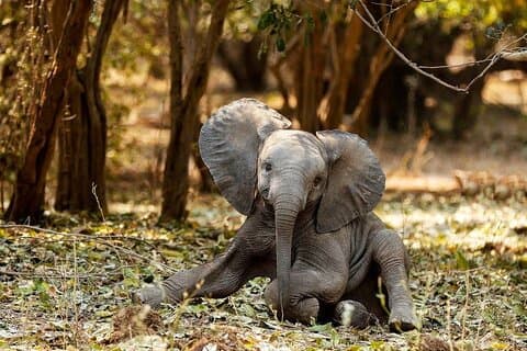 Chobe-Safari-Tagesausflug ab Victoria Falls – Kleine Gruppe