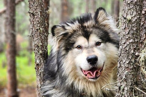 Excursión de perros de trineo por Alaska en Fairbanks