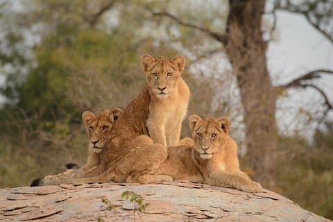 5 - timmar Nairobi National Park Game Drive 4x4 Fordon Gratis upphämtning