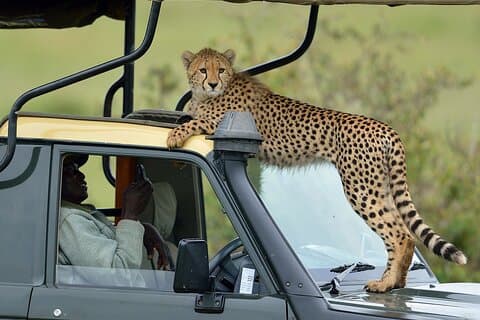 3 giorni Masai Mara Enkorok Safari Camp