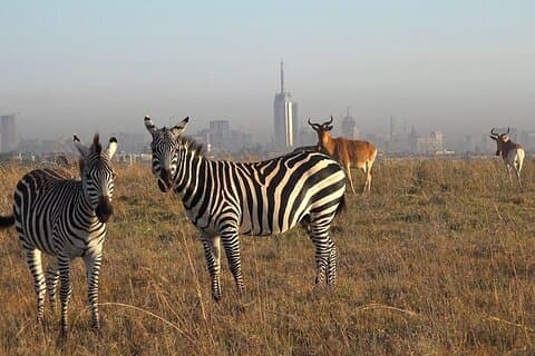 Privat halvdagstur i Nairobi nasjonalparksafari