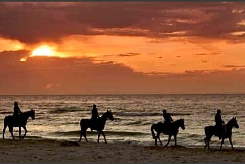 Horseback riding on beach, Winery, Alpacas, penguins & cowboyBBQ