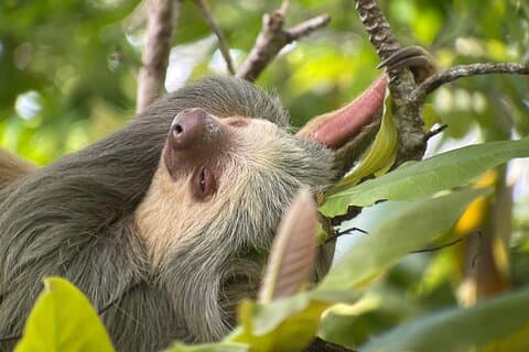 Privat Urban Wildlife City Tour fra Manuel Antonio til Quepos