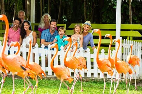 Flamingo March & Pirates Adventure Tour Nassau
