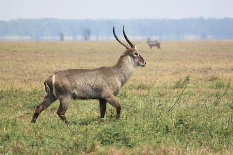 Ontdek de magie van safari in Kruger.