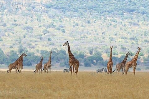 "Ultimate Akagera Expedition: 3-Day Wildlife Safari"