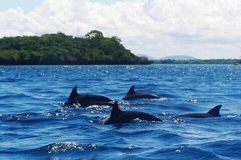 Visite des dauphins de Mnemba, de la forêt et de l'aquarium de Jozan