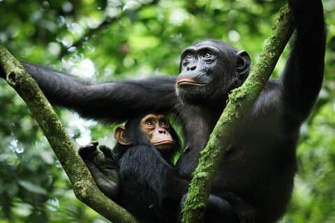 Tour di 3 giorni degli scimpanzé dell'Uganda