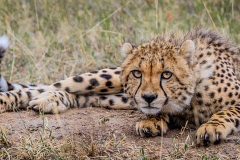 Cape Town Day Safari – Aquila viltreservat med lunch och parkavgifter