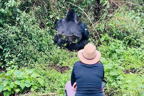2 Tage ultimatives Gorilla-Trekking