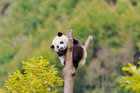2-daagse rondleiding door Chengdu Panda Base en Leshan Giant Buddha