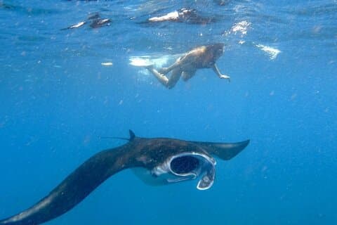 Zwemmen met manta's: snorkeldagtrip vanuit Bali