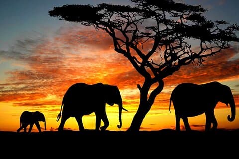 10 dagar Upptäck Kenya Wildlife Safari på en 4x4 Land Cruiser Jeep