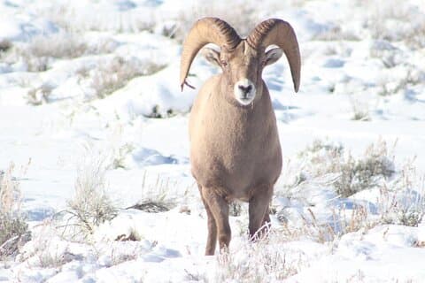 Halbtägige private Winter-Wildtiertouren in Jackson Hole