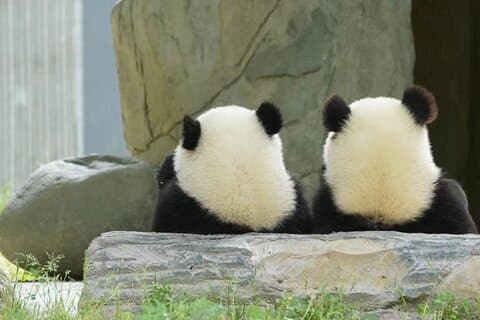 Ticket für die Chengdu Giant Panda Breeding Research Base