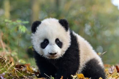 Biglietto base del Panda gigante di Chengdu