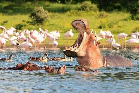 Gruppentour durch den Nairobi-Nationalpark
