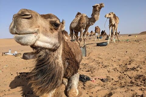 3-Day Trip from Fez to Marrakech via Merzouga Desert