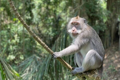 Ubud Monkey Forest Sanctuary entrébillet alt inklusive