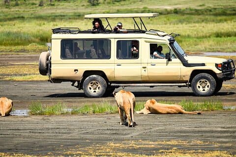 Ngorongoro Crater Day Trip With Pick Up