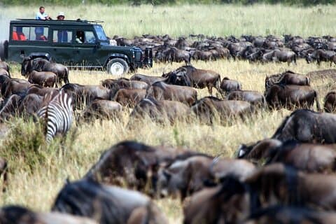 Safari di lusso combinato in Kenya e Tanzania di 8 giorni