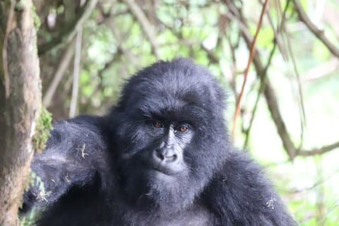 2 días de seguimiento privado de gorilas en Uganda desde Kigali Ruanda