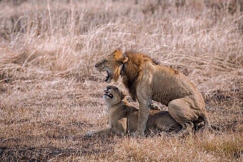 3 - Giorni Safari al Parco Nazionale di Mikumi (trasferimento SGR a Morogoro)