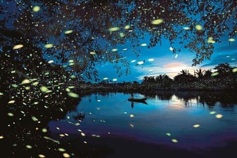 Kuala Sepetang Discovery : Mangroves, houtskoolfabriek & vuurvliegjes