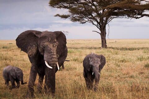 10 Tage private Safari-Tour in Tansania