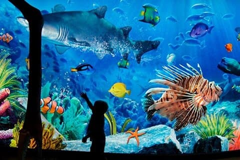 Billets pour Sea Life Bangkok Ocean World