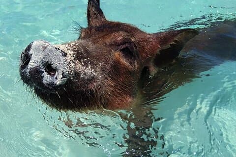 Private Fishing and Swimming Pigs